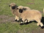 2 Walliser schwarzsnase schapen, Mâle, Mouton, 0 à 2 ans