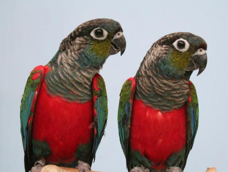 Ruilen tegen 1-1 Blauwe Monniks Parkieten, Dieren en Toebehoren, Vogels | Parkieten en Papegaaien, Parkiet, Meerdere dieren, Geringd