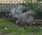 Een koppeltje jonge zijdehoendjes., Dieren en Toebehoren, Pluimvee, Kip