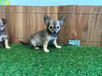 Langharige Chihuahua pups - Kleine taille, Dieren en Toebehoren, CDV (hondenziekte), Meerdere, 8 tot 15 weken, Meerdere dieren
