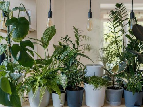 Gratis Plantjes, Huis en Inrichting, Kamerplanten, Ophalen