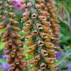 Digitalis parviflora 'Milk Chocolate', Tuin en Terras, Planten | Tuinplanten, Ophalen