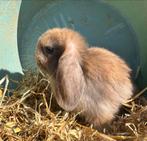 Lieve dwergkonijntjes, Dieren en Toebehoren