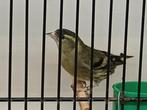 Sijzen ivoor, Dieren en Toebehoren, Vogels | Overige Vogels, Meerdere dieren, Geringd
