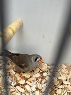 Grijze zebravink pop