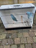 halsband mannen, Dieren en Toebehoren, Vogels | Parkieten en Papegaaien, Geringd