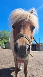 Verzorger gezocht voor shetlander, Dieren en Toebehoren, Paarden, Ruin, Zadelmak