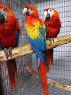 geelvleugel ara's, Dieren en Toebehoren, Meerdere dieren, Papegaai, Geringd