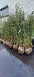 niet woekerende bamboe  , fargesia nitida black Pearl, Ophalen, Bamboe