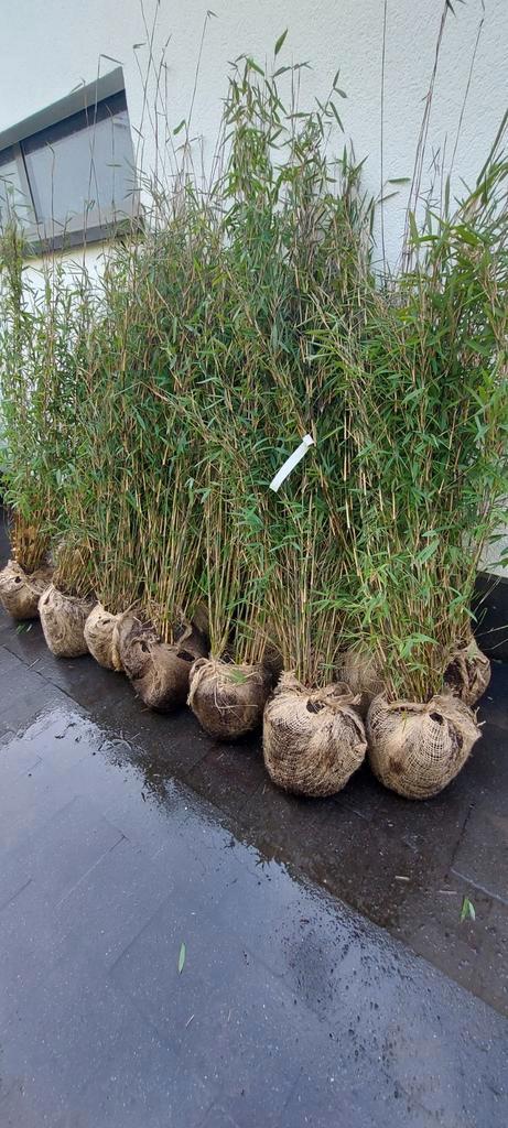 niet woekerende bamboe  , fargesia nitida black Pearl, Jardin & Terrasse, Plantes | Arbustes & Haies, Bambou, Enlèvement