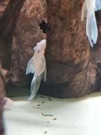 L144 Snow Whit Long Fin +/-5cm, Dieren en Toebehoren