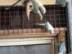 Parkieten, Dieren en Toebehoren, Vogels | Parkieten en Papegaaien, Meerdere dieren, Parkiet, Geringd