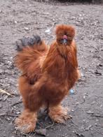 Zijdehoen haan, Dieren en Toebehoren, Pluimvee, Mannelijk, Kip