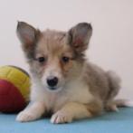 Sheltie pups – zachtaardige schoonheid in sable-wit, Dieren en Toebehoren, Honden | Herdershonden en Veedrijvers, België, CDV (hondenziekte)