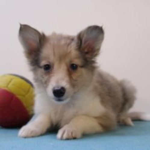 Sheltie pups – zachtaardige schoonheid in sable-wit, Dieren en Toebehoren, Honden | Herdershonden en Veedrijvers, Meerdere dieren