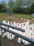 Slacht hanen, Dieren en Toebehoren