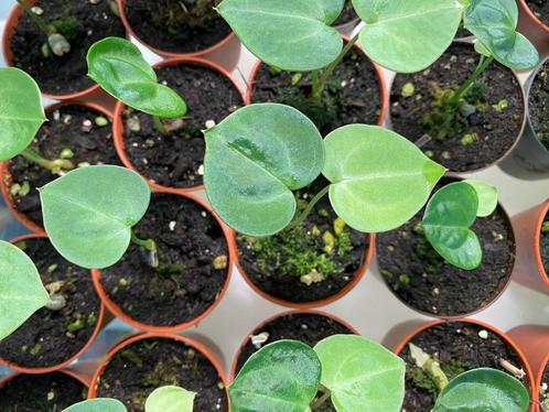 Anthurium clarinervium baby's, Huis en Inrichting, Kamerplanten, Overige soorten, Minder dan 100 cm, Halfschaduw, In pot, Ophalen