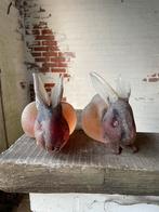 Murano beelden, Antiek en Kunst, Ophalen