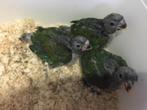 Supertamme baby Pionus Maximiliani-papegaaien., Dieren en Toebehoren, Vogels | Parkieten en Papegaaien, Geslacht onbekend, Papegaai