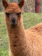Alpaca cria hengst, Dieren en Toebehoren, Overige Dieren, Juni, Mannelijk