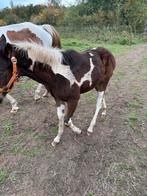 Bonte merrie veulen, Dieren en Toebehoren, Merrie, Niet van toepassing, 0 tot 2 jaar