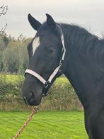 3 jarige Lord Europe merrie, Dieren en Toebehoren, Paarden, Merrie, Zadelmak