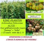 PROMO : DUO PLANTES KIWI "JENNY" + "SOLO" = 15€ le duo, Plein soleil, Enlèvement ou Envoi, Plantes fruitières, Été