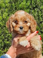 Chiots Cavapoo, 15 semaines à 1 an, Étranger, Chien (mâle), Petit