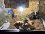 À vendre terrarium et gecko, Dieren en Toebehoren, Ophalen, Zo goed als nieuw