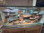 Tetrarium + Pogona, Dieren en Toebehoren, Ophalen, Zo goed als nieuw