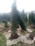 Haagplant ,ook planten 250/en op, Tuin en Terras, Ophalen of Verzenden, Taxus, 100 tot 250 cm