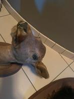 Ree hoofd, Enlèvement