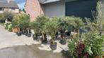 ‼️olijfbomen olea europaea aan promoprijzen ‼️, Jardin & Terrasse, Plantes | Arbres, Enlèvement