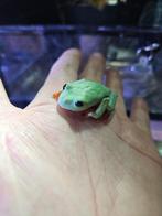 5 Agalychnis moreletii - Rainette arboricole de Morelet, Dieren en Toebehoren, Reptielen en Amfibieën, Amfibie, 0 tot 2 jaar
