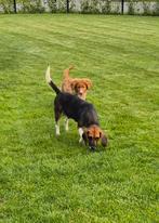 Beagle adulte, 2 ans, femelle, Un chien, Belgique, Éleveur | Loisir, 1 à 2 ans