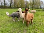 3 lieve Alpaca merries met stamboom. SALE‼️, Juni, Meerdere dieren