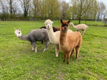 3 lieve Alpaca merries met stamboom. SALE‼️ beschikbaar voor biedingen