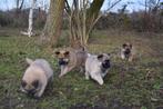 Prachtige Herder kruising pupjes, België, CDV (hondenziekte), 8 tot 15 weken, Groot
