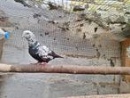 Irans duif rol duif