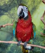 Jeunes aras arlequins apprivoisés à la main avec ADN et test, Femelle, Perroquet, Domestique