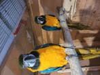 Couple ararauna de 2015 ainsi qu'un mâle reproducteur, Mannelijk