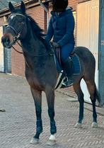 Hele leuke ruin voor sport en recreatie, Dieren en Toebehoren, Ruin, Met stamboom