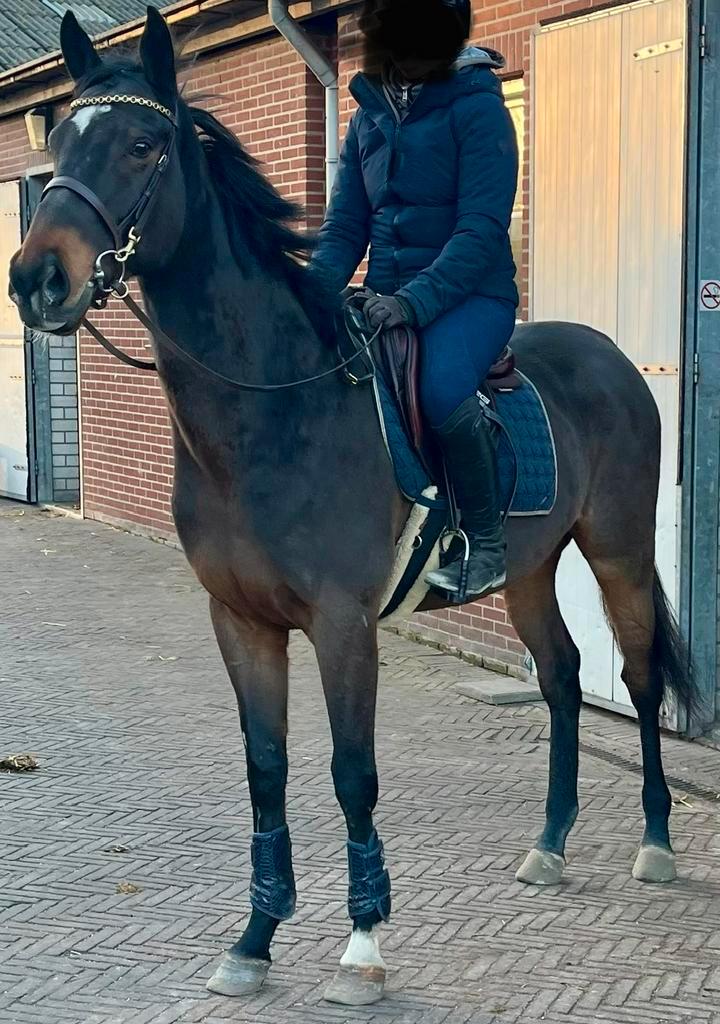 Hele leuke ruin voor sport en recreatie, Dieren en Toebehoren, Paarden, Ruin, Met stamboom