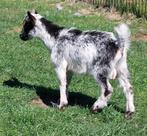 Mooi jong zilver hermelijn dwerggeiten bokje, Dieren en Toebehoren, Schapen, Geiten en Varkens, Mannelijk, Geit