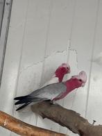 Rose Kakatoe lutino x split lutino man, Meerdere dieren, Papegaai, Geringd