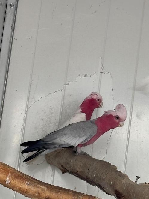 Rose Kakatoe lutino x split lutino man, Dieren en Toebehoren, Vogels | Parkieten en Papegaaien, Papegaai, Meerdere dieren, Geringd