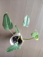 Philodendron, Ophalen
