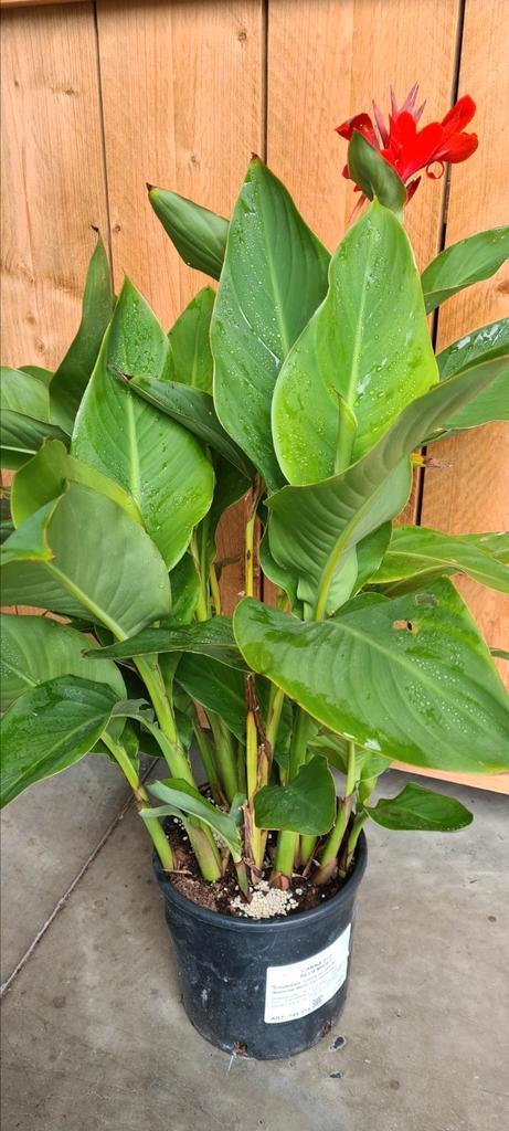 Canna - Bloemriet, Tuin en Terras, Planten | Tuinplanten, Ophalen
