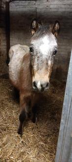Kleine B pony - 2 jaar, Dieren en Toebehoren, Pony's, Onbeleerd, Gechipt, Springpony, B pony (1.17m tot 1.27m)