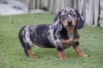 Beau chiot teckel nain à poil court (poil court), Poils courts, Plusieurs, Belgique, Plusieurs animaux